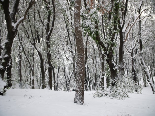 冬天，意大利罗马的一个公园里，树木被雪覆盖。图片下载