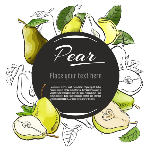 矢量草图梨横幅上的白色背景。与地方的文本。手绘水果效果图设计图片下载