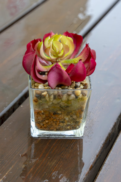 玻璃盆里带雨滴的彩色多肉植物图片下载