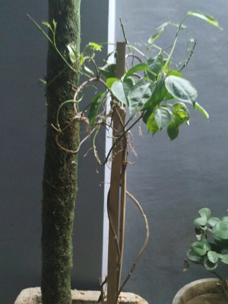 盛开的新生活图片下载