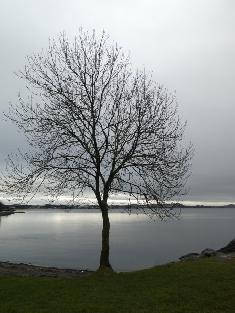 一棵孤零零的树矗立在海湾前图片下载