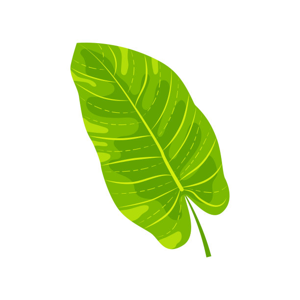 热带外来叶向量图解图片下载