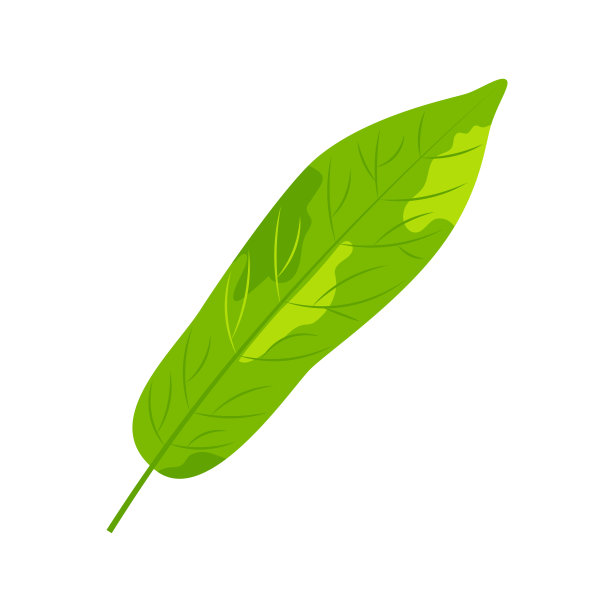 热带外来叶向量图解。图片下载