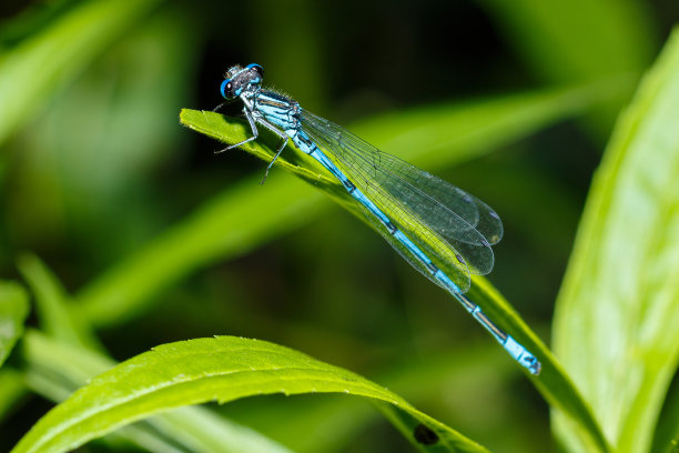 蜻蜓特写。一张蜻蜓坐在床单上的特写照片。蓝色的蜻蜓在大自然的森林里。加法器飞行。图片下载