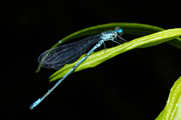 蜻蜓特写。一张蜻蜓坐在床单上的特写照片。蓝色的蜻蜓在大自然的森林里。加法器飞行。图片下载