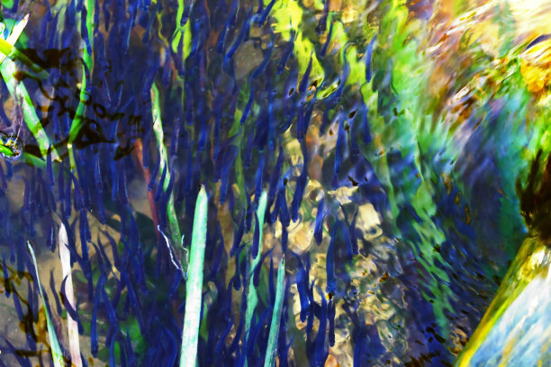 鱼苗与水流搏斗，从水面上看照片图片下载