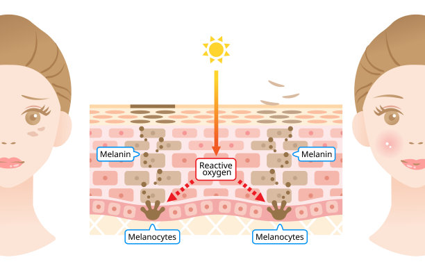 皮肤细胞周转与面部黑斑的机制。女性面部皮肤层的黑色素和黑色素细胞。美容护肤理念图片下载