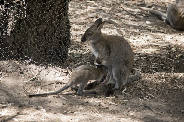 小袋鼠和红脖子小袋鼠图片下载