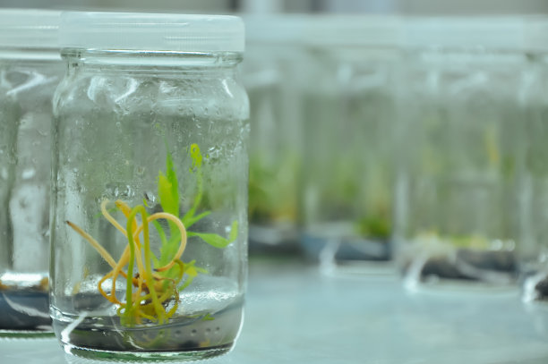 植物组织培养玻璃瓶实验研究开发农业概念。图片下载