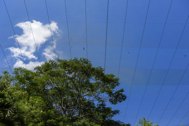 在安全区域保护鸟类的网下的树。图片下载