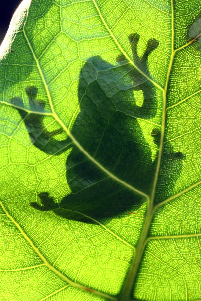 树叶后面有树蛙的影子图片下载