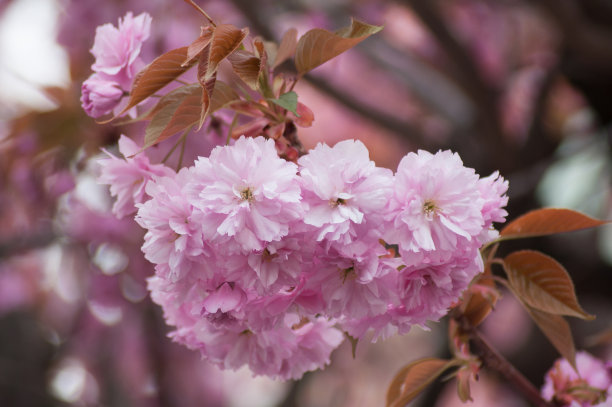 樱桃树上粉红色的樱花图片下载