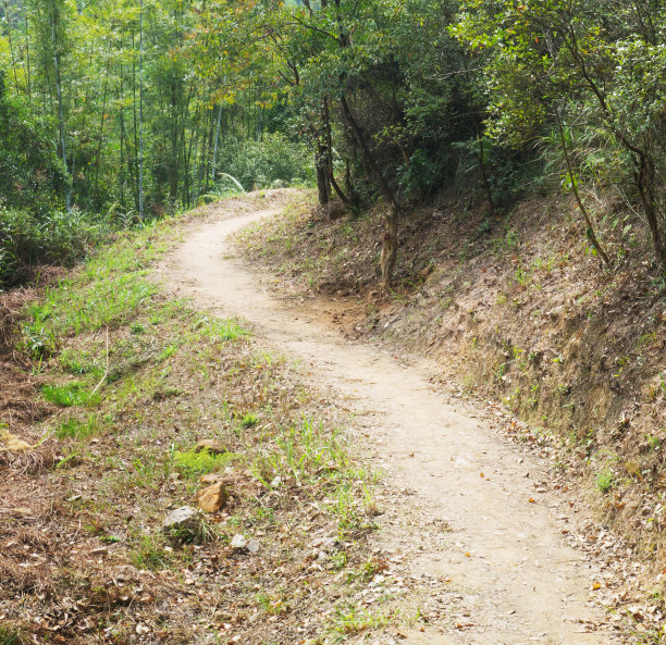 林中小径图片下载