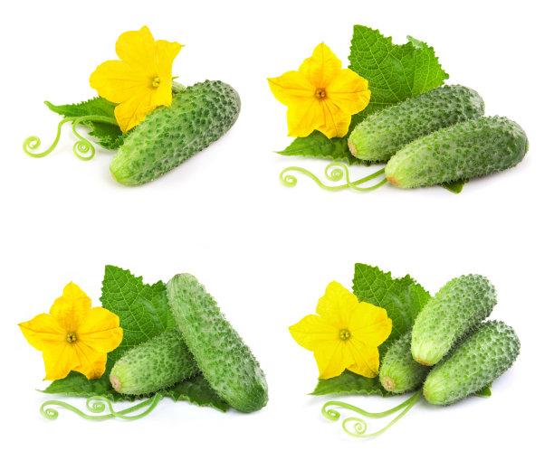 黄瓜蔬菜孤立图片下载