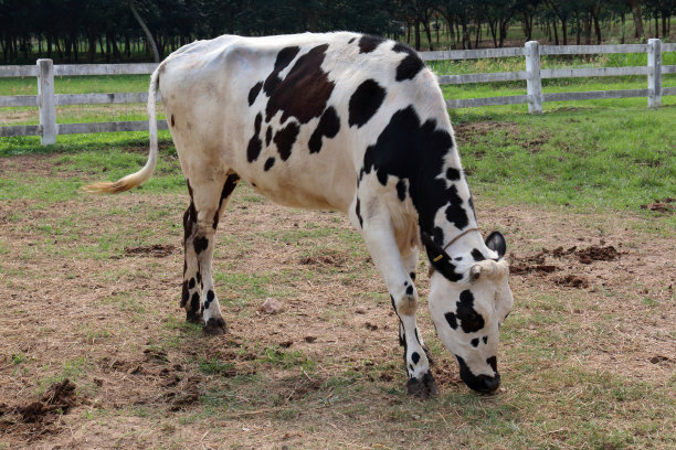 奶牛图片下载