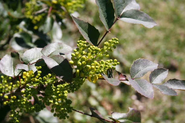 皮木犀黄花在枝上。图片下载