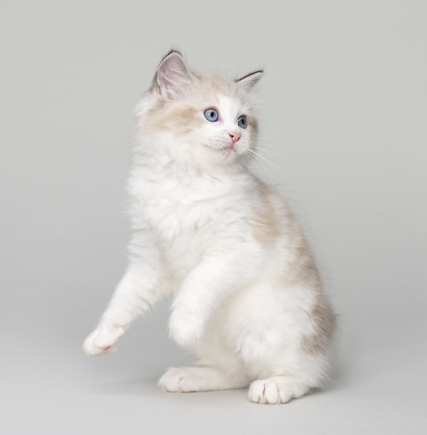 好玩的布偶猫的猫图片下载