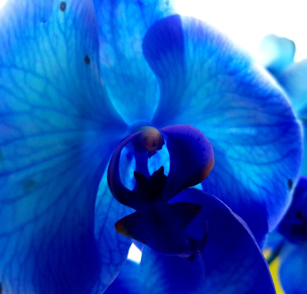 美丽的蓝色兰花图片下载