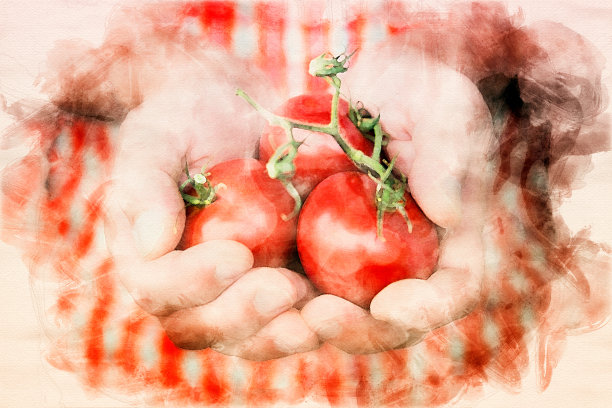 特写的手与红色的番茄在水彩图片下载