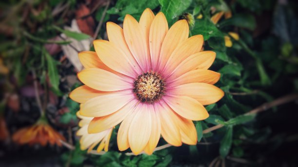 五颜六色的花图片下载