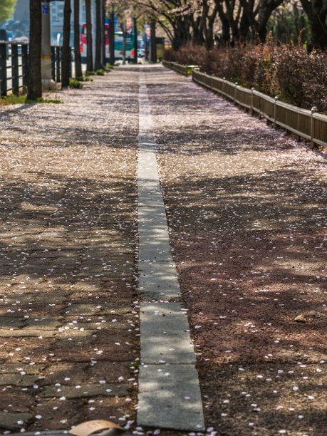 韩国樱花盛开的街道图片下载