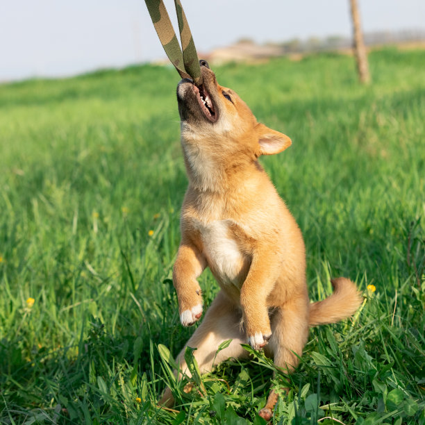 小狗柴犬在玩耍图片下载