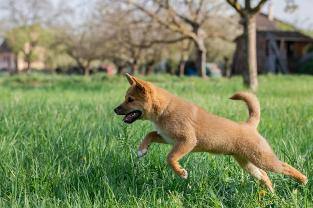 小狗柴犬在玩耍图片下载