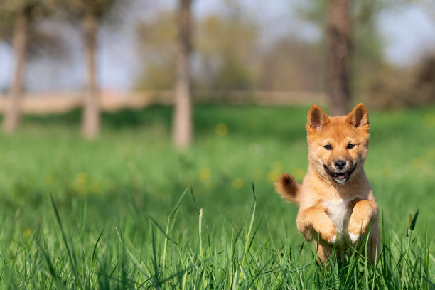 小狗柴犬在玩耍图片下载