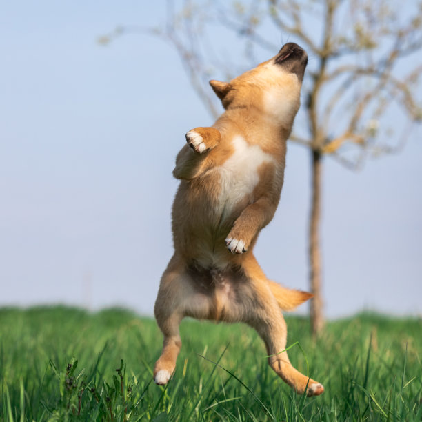 小狗柴犬在玩耍图片下载