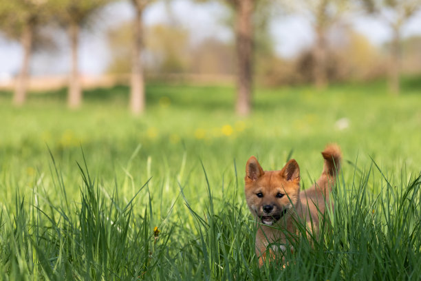 小狗柴犬在玩耍图片下载