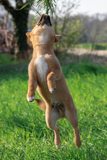 小狗柴犬在玩耍图片下载