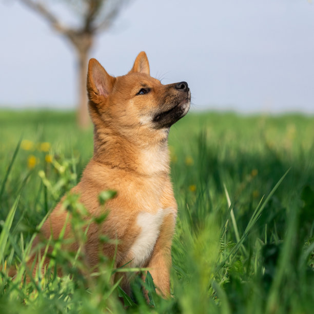 小狗柴犬在玩耍图片下载