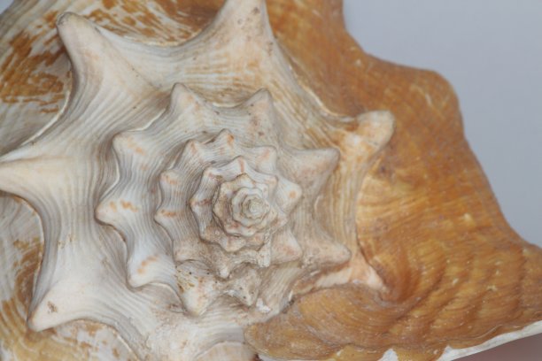 灰色背景上的海螺女王壳图片下载