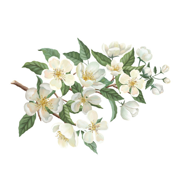 苹果花水彩画集图片下载