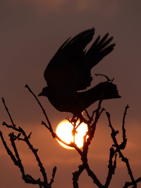 乌鸦在太阳图片下载