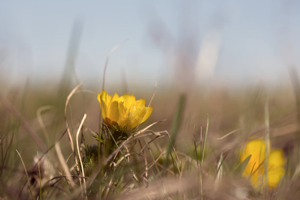 美丽的春日草原鲜花，古老风格化的照片，自然的背景图片下载