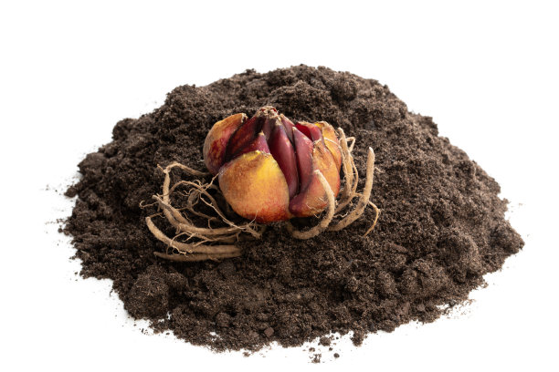 在白色上分离的土壤上的百合球茎。准备好工厂。图片下载