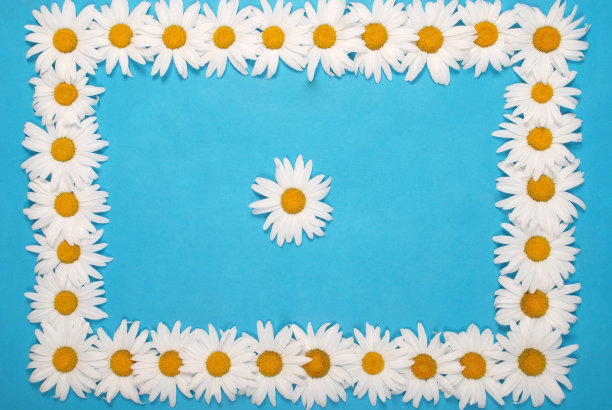 甘菊框架与文字空间，花草明信片图片下载
