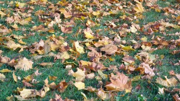 地球上黄色的枫叶图片下载