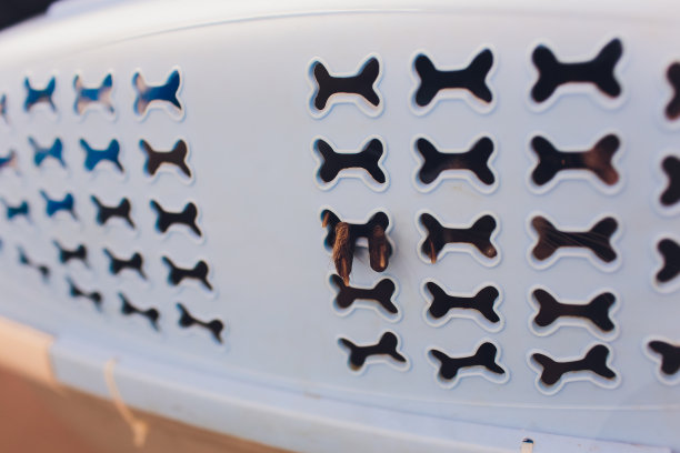 盒子里装的宠物塑料卡丽浣熊，爪子，特写。图片下载