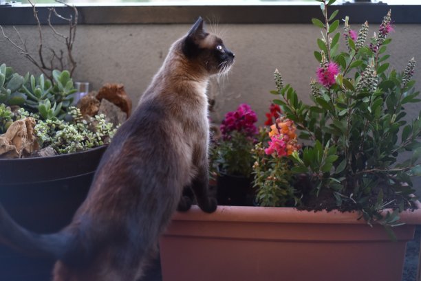 植物保健图片下载