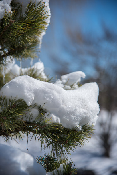 白雪覆盖的松树树枝的特写图片下载