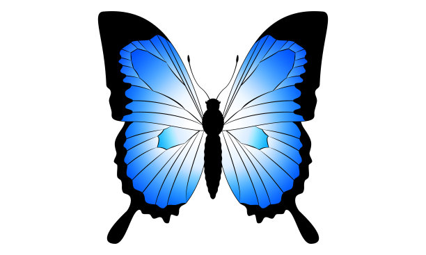 图例的尤利西斯蝴蝶图片下载