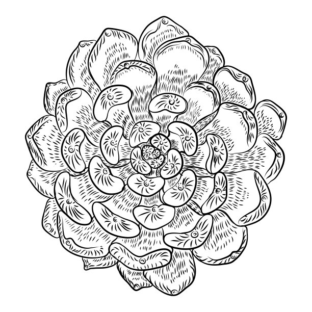 热带植物，手绘，仙人掌花，芙蓉花，多汁。向量。图片下载