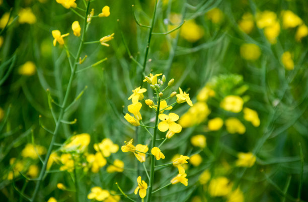 油菜的花。花期油菜的微距照片。油菜籽。图片下载