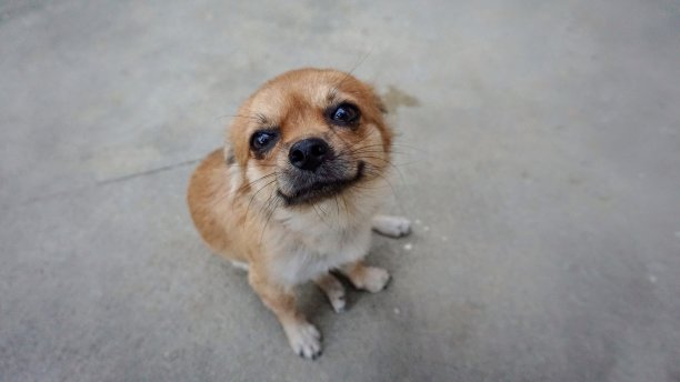 吉娃娃狗的肖像图片下载