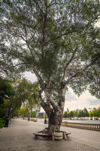 城市公园里的一棵巨大的老树图片下载