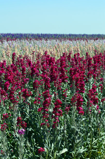 股票的花图片下载