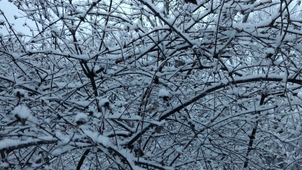 纽约的冬天，树上覆盖着小雪图片下载