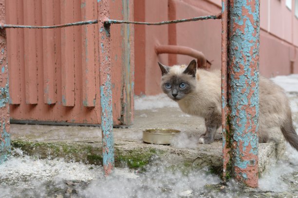 无家可归的悲伤的猫在城市街道附近的房子。流浪动物照片图片下载